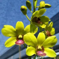 Dendrobium Orchid Plant (Burana Jade x Thongchai Gold) T-23 - Seedling