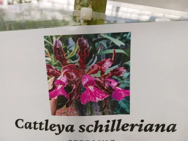 Cattleya schilleriana (Cattleya)
