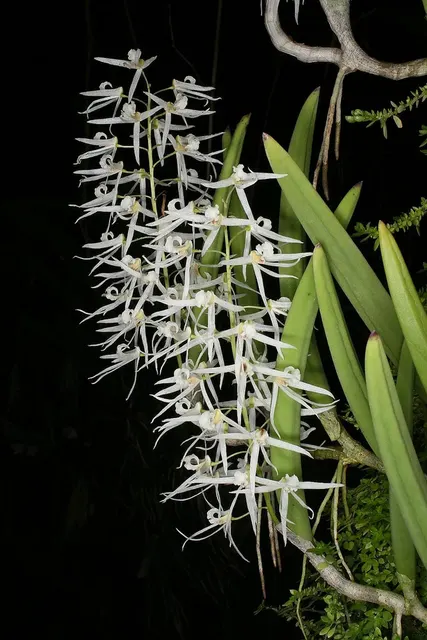 Dendrobium wasseltii (Dendrobium)