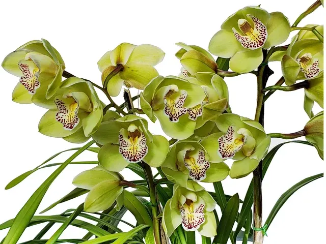 Cymbidium Green Glass 'Solano Beach Violet Punt' (Cymbidium)