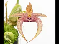 Bulbophyllum lobbii 002790