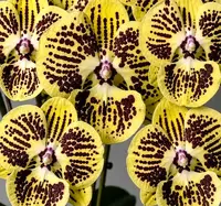 Phalaenopsis Cipher Spot Blooming Size