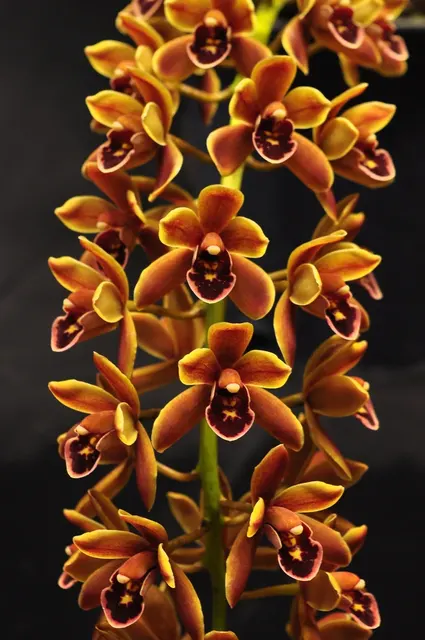 Cymbidium Mad Doctor 'Bryce' (Cymbidium)