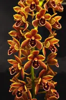Cymbidium Mad Doctor ‘Bryce’ HCC/AOS – Pendulous