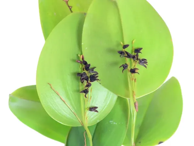 Stelis cocornaensis (Stelis)