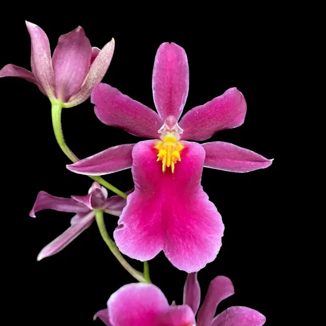 Aliceara Tahitian Dancer Pink Fairytale