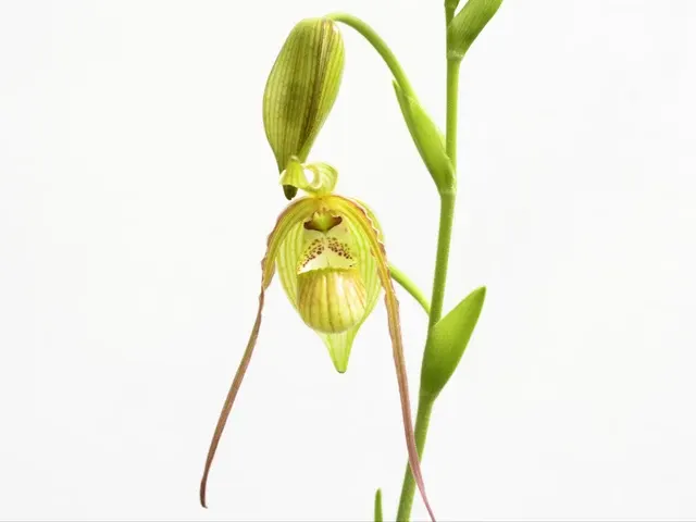 Phragmipedium Mini Grande (Phragmipedium)