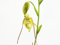 Phragmipedium Mini Grande