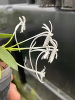 Neofinetia falcata ‘Yokozuna’