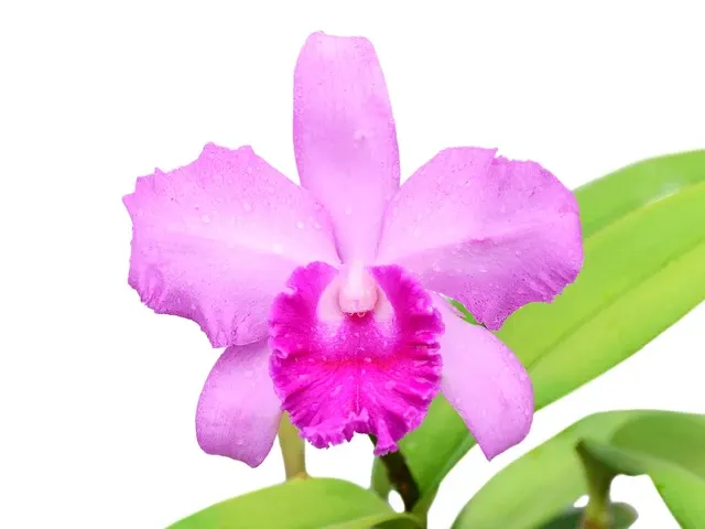 Cattleya Pedro (Cattleya)