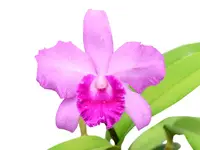 Cattleya Pedro