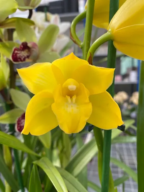 Cymbidium Shiny Yellow