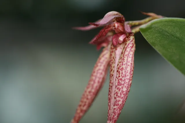 Bulbophyllum Emily Siegerist (Bulbophyllum)