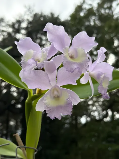 Rhyncattleanthe Grezaffi's Blue 'Shawn' (Rhyncattleanthe)