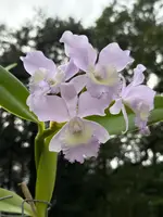 Rth. Grezaffi's Blue `Shawn' HCC/AOS