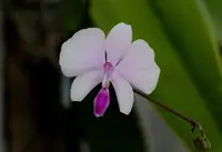 Phalaenopsis lowii — No