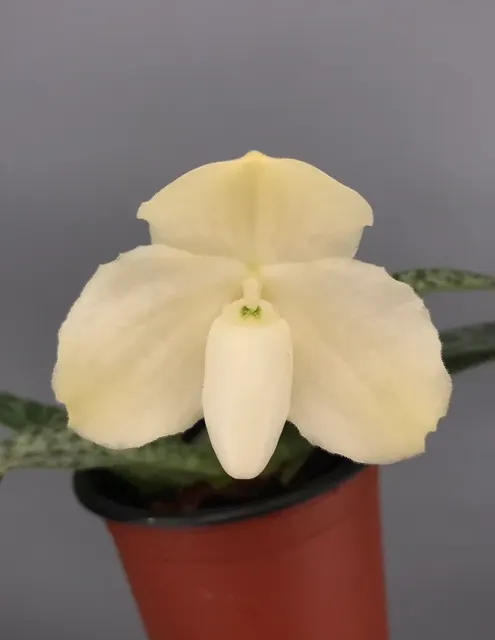 Paphiopedilum leucochilum 'Dark' (Paphiopedilum)