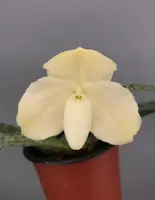 Paphiopedilum leucochilum alba