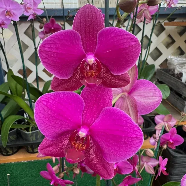 Phalaenopsis Vivaldi (Phalaenopsis)