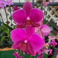 Phal. Vivaldi — Double Spike