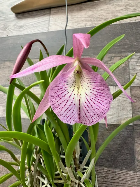 Brassocattleya Wonder Star 'Jungle Elf' (Brassocattleya)