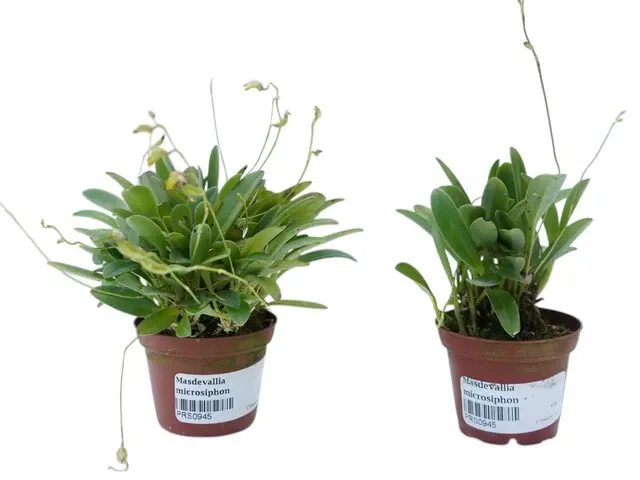 Masdevallia microsiphon (Masdevallia)