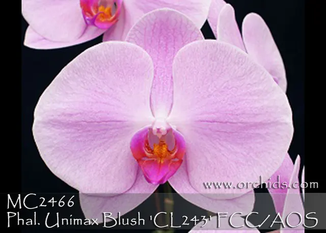 Phalaenopsis Unimax Blush 'CL 243' (Phalaenopsis)