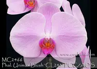 Phal. Unimax Blush 'CL243 FCC/AOS , Note : 5" + flower, Limited .' (Sogo Yukidian ' V3 ' AM/AOS x Nobby's Pink Lady )