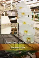 Phal. Join Grace '288-4 AM/AOS , ' (Phal. Join Diamond x Phal. Taida Pinlong)