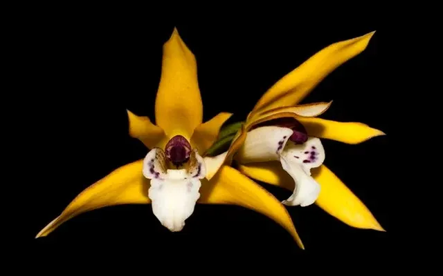 Maxillaria chrysantha (Maxillaria)