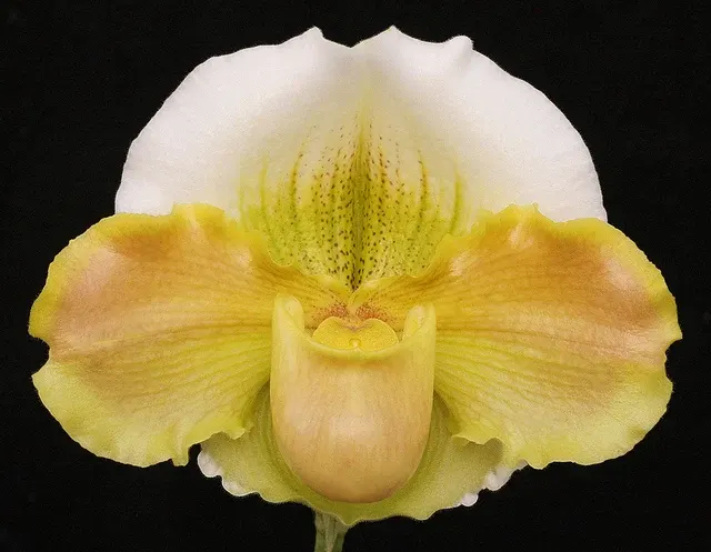 Paphiopedilum Austin Cash (Paphiopedilum)