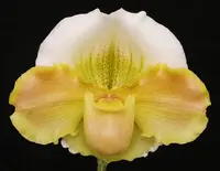 Paphiopedilum Austin Cash