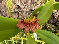 Bulbophyllum for sale