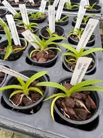 Rodriguezia bahiensis