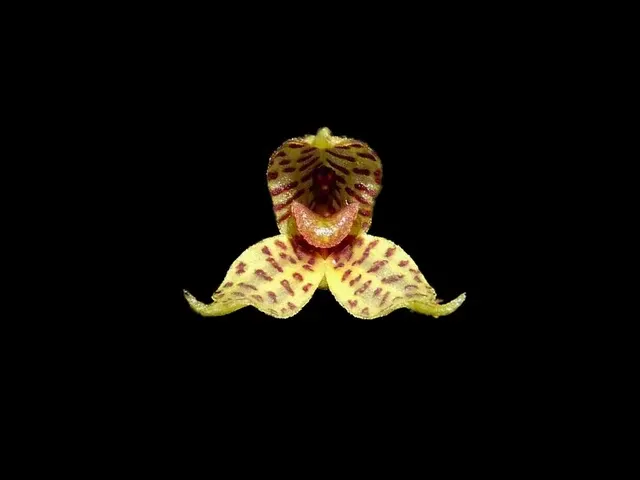 Dryadella summersii (Dryadella)