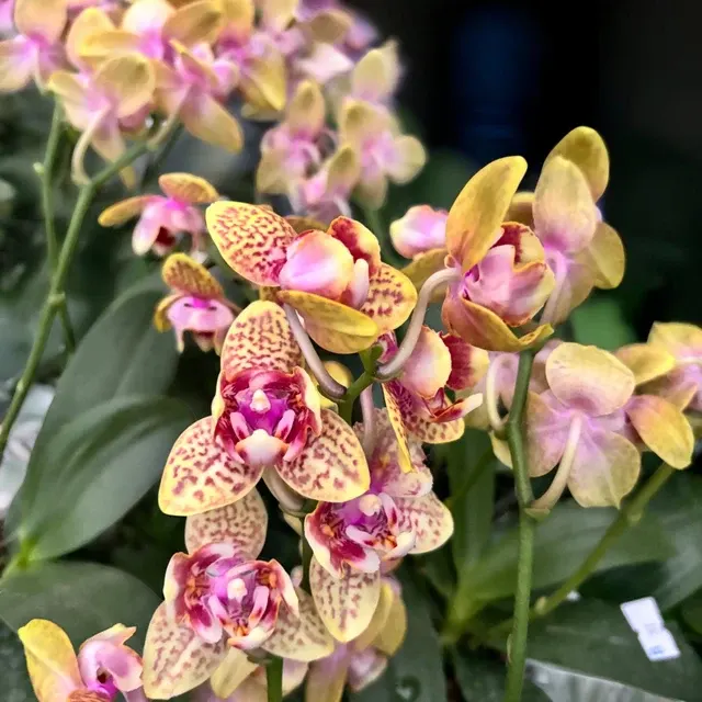 Phalaenopsis Twilight Angel '3554'