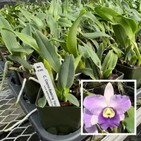 C. Cosmo-Roebling 'Volcano Queen' (Starter-2.75" Pot)