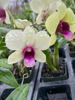 Dendrobium New Burana Orchid Comes in 4" Pot