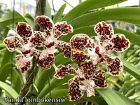 Vanda lombokensis