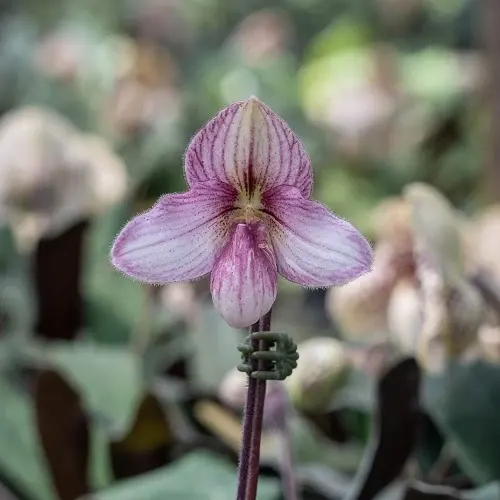 Paphiopedilum Hatphong Baby (Paphiopedilum)