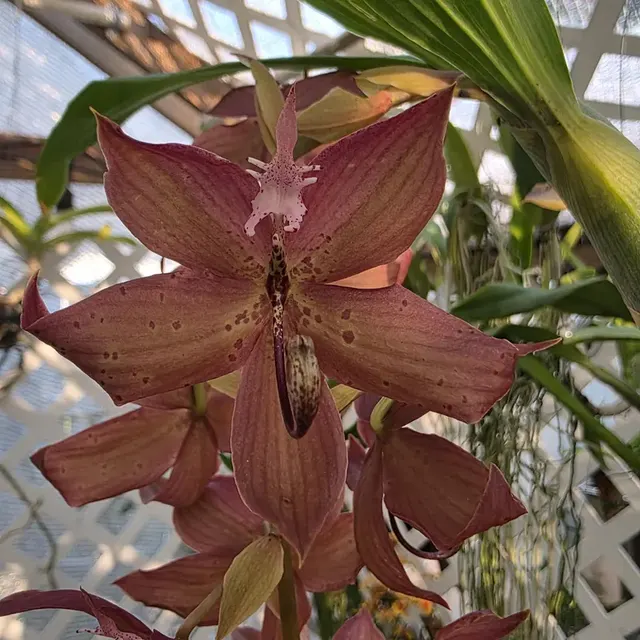 Cycnoches Jean E Monnier (Cycnoches)