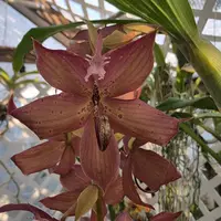 In Spike Cycnoches Jean E Monnier. Dark colored blooms. Fragrant and beautiful dark spotted blooms.
