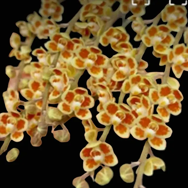 Chiloschista lunifera × viridiflava (Chiloschista)