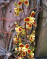 Chiloschista ramifera