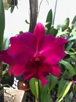 Rlc. Hsinying Scarlet 'Ching Hua' | BS not in bloom | 4" pot