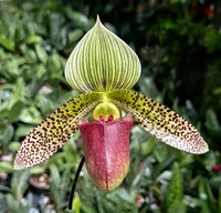 Paphiopedilum Lemförde Superkuli (sukhakulii x superbiens)