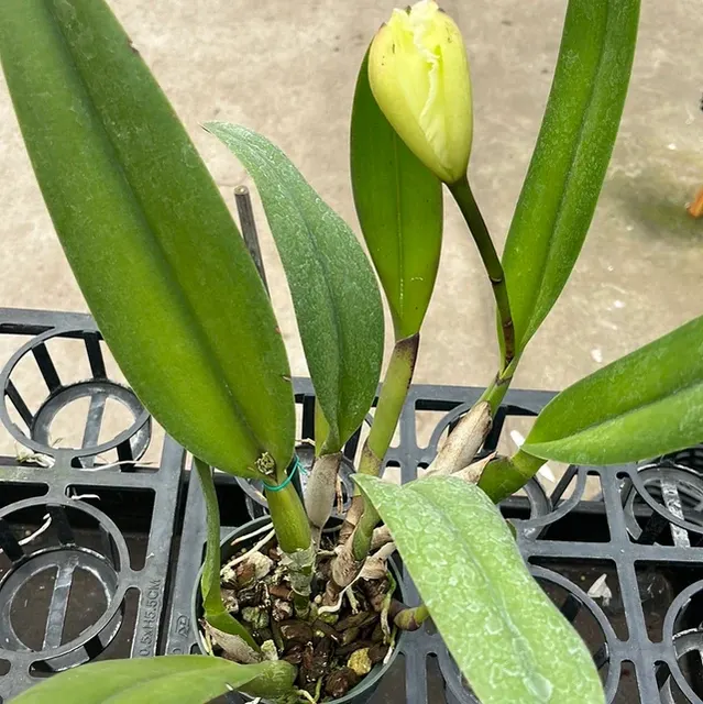 Laeliocattleya Haw Yuan Angel 'Little Beauty'