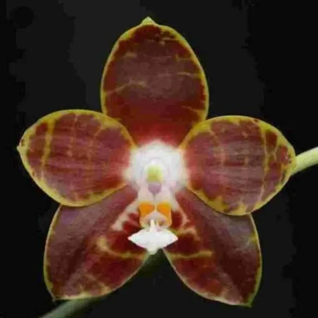 Phalaenopsis venosa sp (Phalaenopsis)