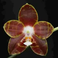 Phalaenopsis venosa sp