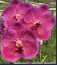 Vanda Arayangura 'Shocking Pink' (Vanda)